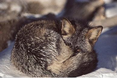 《嗜血印》新版本更新上线 李叔真身觉醒